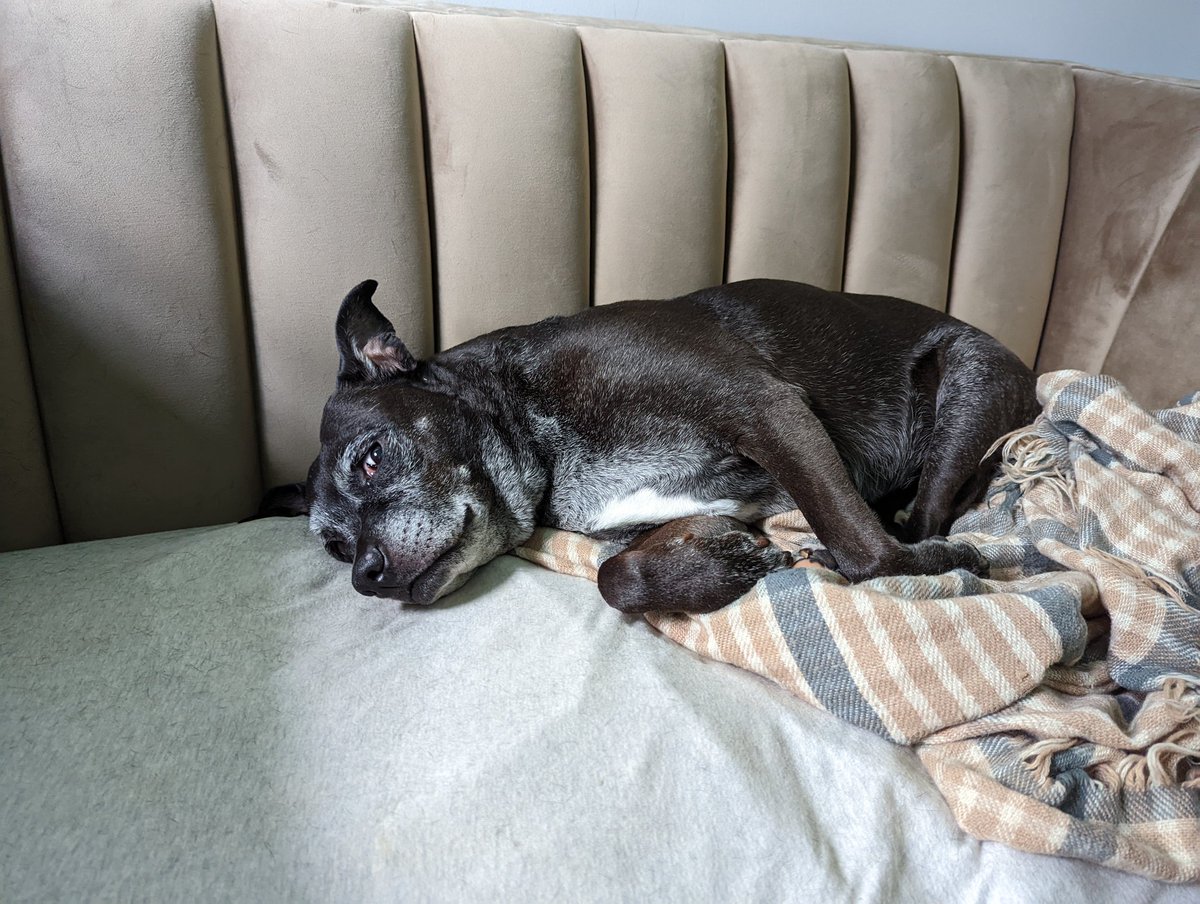 WilliamJBateson's tweet photo. Evidently it's #NationalTakeYourDogtoWorkDay so here is Sybil this morning, helping me get @VoteForSho elected to the NH Executive Council! Luckily I'm working from home, and working a little harder than she is... #NHPolitics https://t.co/7uXlSnWb2G