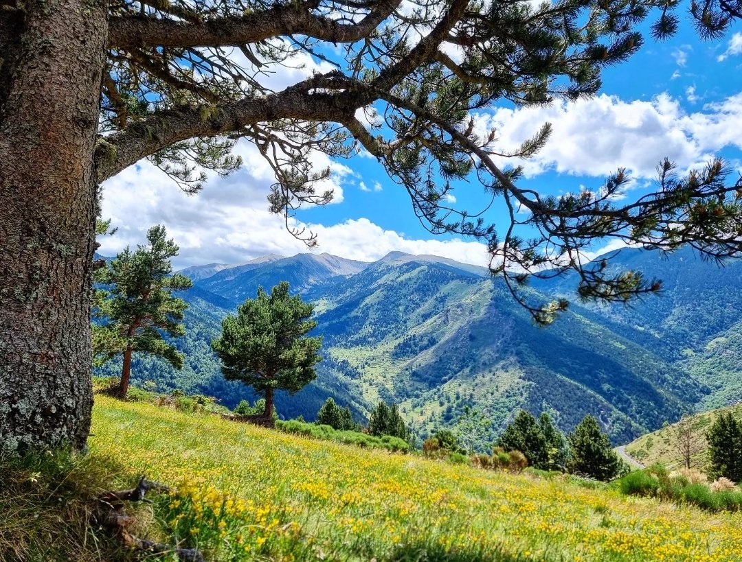 ricardrigall's tweet photo. Hora de dinar al Coll de Mentet amb vistes al Pic de la Dona. #colldementet #picdeladona #mentet #conflent #bicicleta #btt #mtb #estiu2022 https://t.co/ENe9noC11l