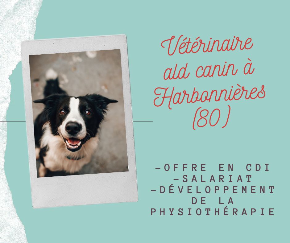 RhAxio's tweet image. 🅟🅞🅢🅣🅔 ➡ Dans la Somme, à 𝗛𝗮𝗿𝗯𝗼𝗻𝗻𝗶𝗲̀𝗿𝗲𝘀 (80) 

Vétérinaire canin 
🩺 Venez vite découvrir notre annonce et n'hésitez pas à candidater : bit.ly/3Gsithv

#recrutementvétérinaire #somme #canin #CDI