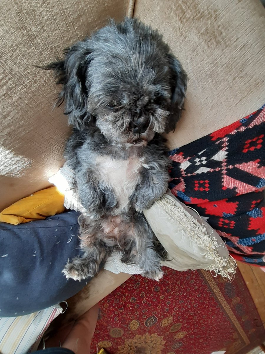 poolsinkbank's tweet photo. Dog chilling while watching breaking bad as well as better call saul #dog #chilling #bois #homies #doggy #human #animal #BreakingBad #BetterCallSaul #samarnold #twisty #gromit #salad https://t.co/veg2jiOwvv