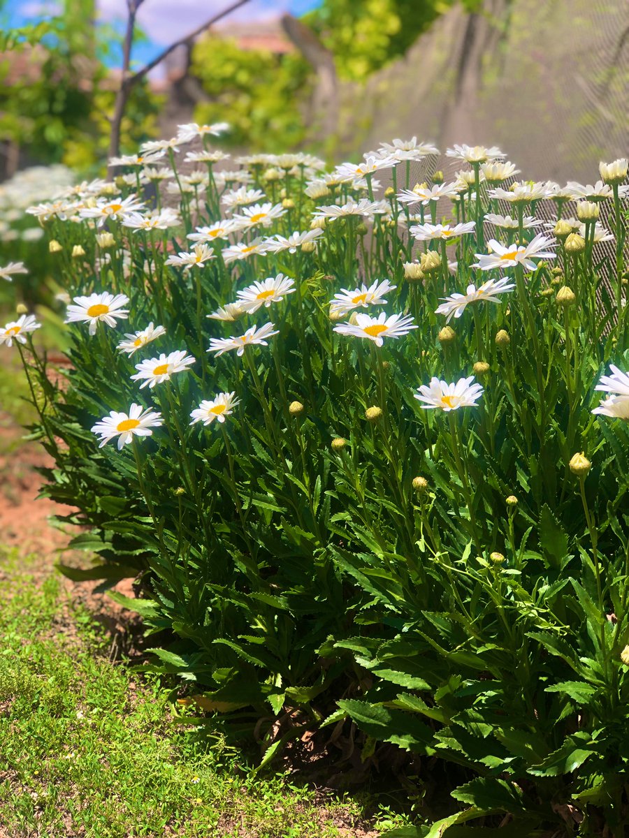 Zehraglr06's tweet photo. Papatya 🌼 #bahçe https://t.co/FR8lm84dXi