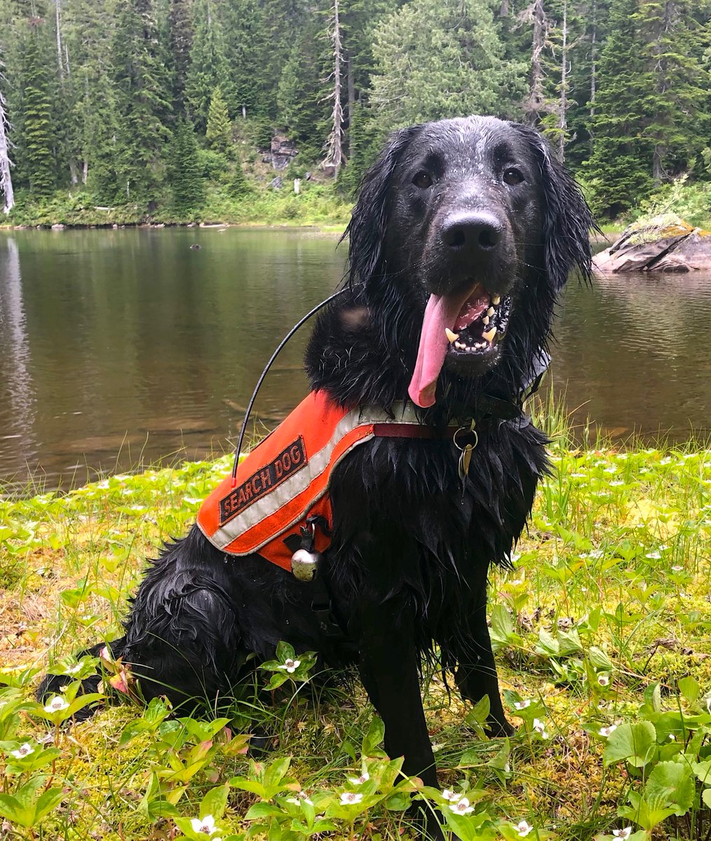 KCSearchDogs's tweet image. Lincoln Does It Again!
K9 Lincoln found a missing 87 yo in Duvall on Tues
Search Dogs Save Lives! Vote Lincoln for 2022 Hero Dog bit.ly/HeroDogLincoln
#givingback #volunteer #searchdog #HeroDog #alzheimers @KIRO7Seattle @komonews @KING5Seattle  @fox13seattle @kingcosoPIO