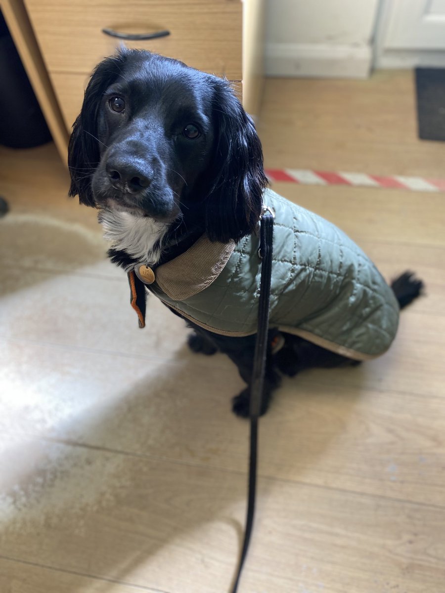 AMPSElectrical's tweet image. #BringYourDogToWorkDay  🥰