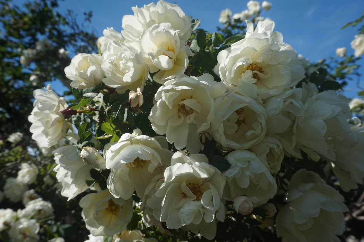 Lämmintä ja iloista juhannusta! ❤️🇫🇮