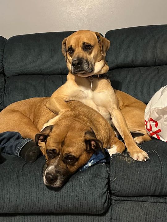 PSPHollywood's tweet photo. Happy Best Friends Friday! Show us a picture of your pets with their best friends to be featured next week! 💚🐶😍 

📸 : Ashlee Chodan https://t.co/hLB2BUrYFL