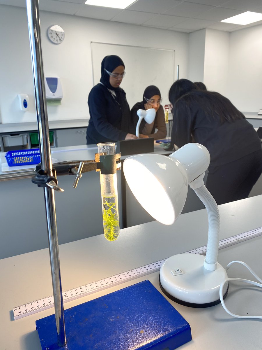 MuhibaAhmed's tweet photo. Investigating the effect of Light Intensity on the rate of Photosynthesis with 9.4 today 🌿💡 https://t.co/Ide0Fwy3mZ