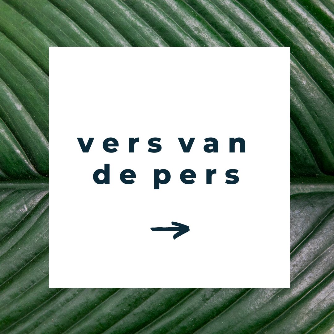 Pullposition's tweet image. De dubbelbloemige Aster serie Showmakers® van Royal van Zanten is aankomende maanden weer verkrijgbaar bij verschillende kwekers! Benieuwd wat Showmakers® zo uniek maakt? Je leest het in dit persbericht! 👇

pullposition.nl/persbericht-ee…