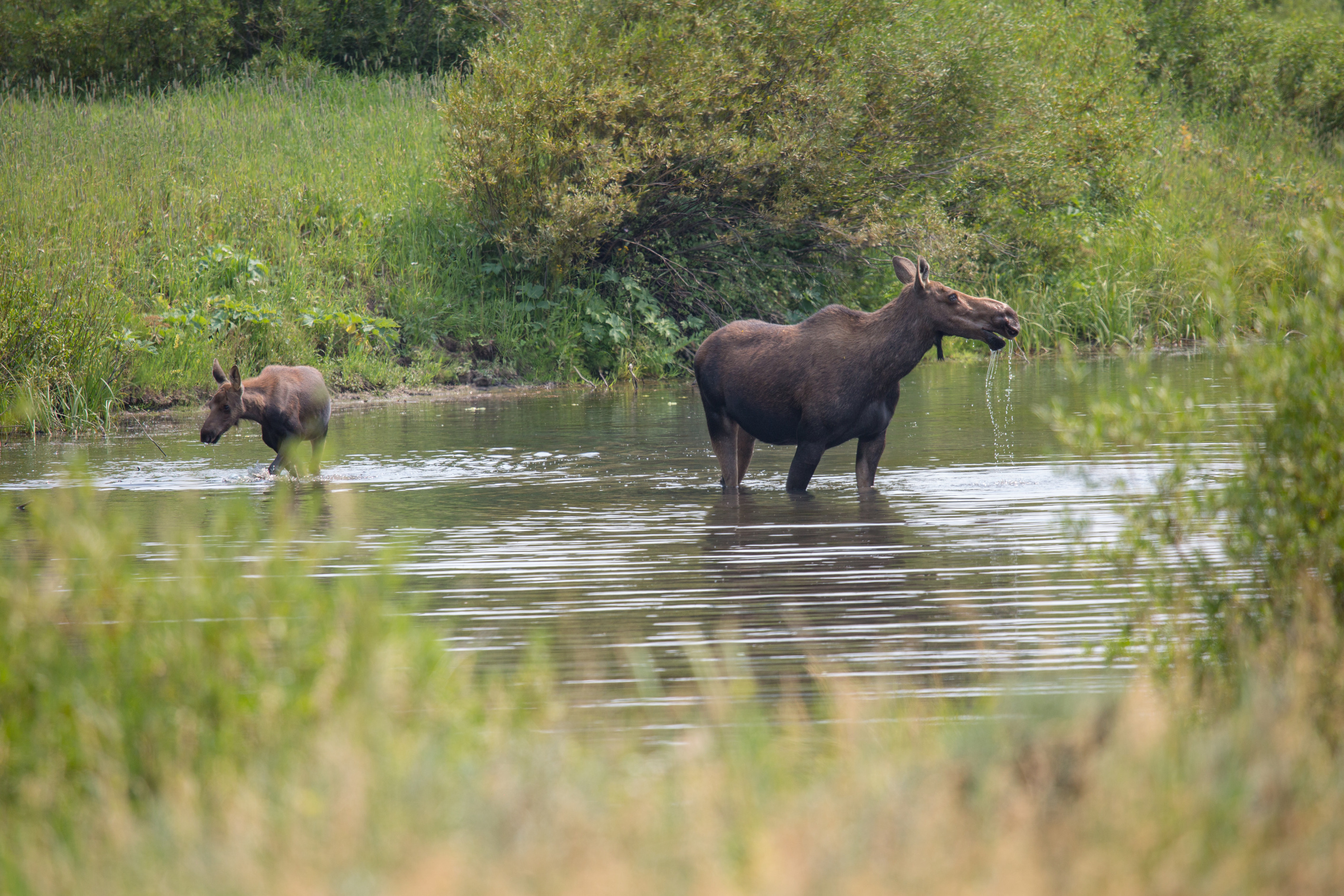 National Parks Fan on Twitter "RT AcadiaNPS Make no moosetake! Seeing a moose in Acadia