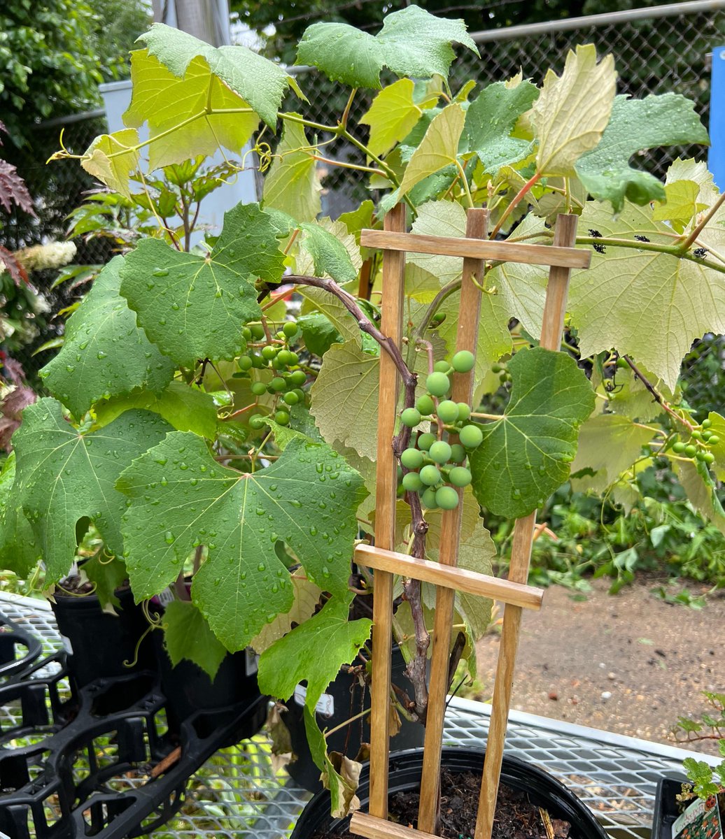 "Grape" minds think alike — and they are all saying to stop into #Greensgrow today! We have a few Concord grape vines. Open 10:00am to 5:00pm.🍇🌱  

#Greensgrow #GrowWithUs #HelpUsGrow #grapes #freshveggies #farm #garden #SupportLocal