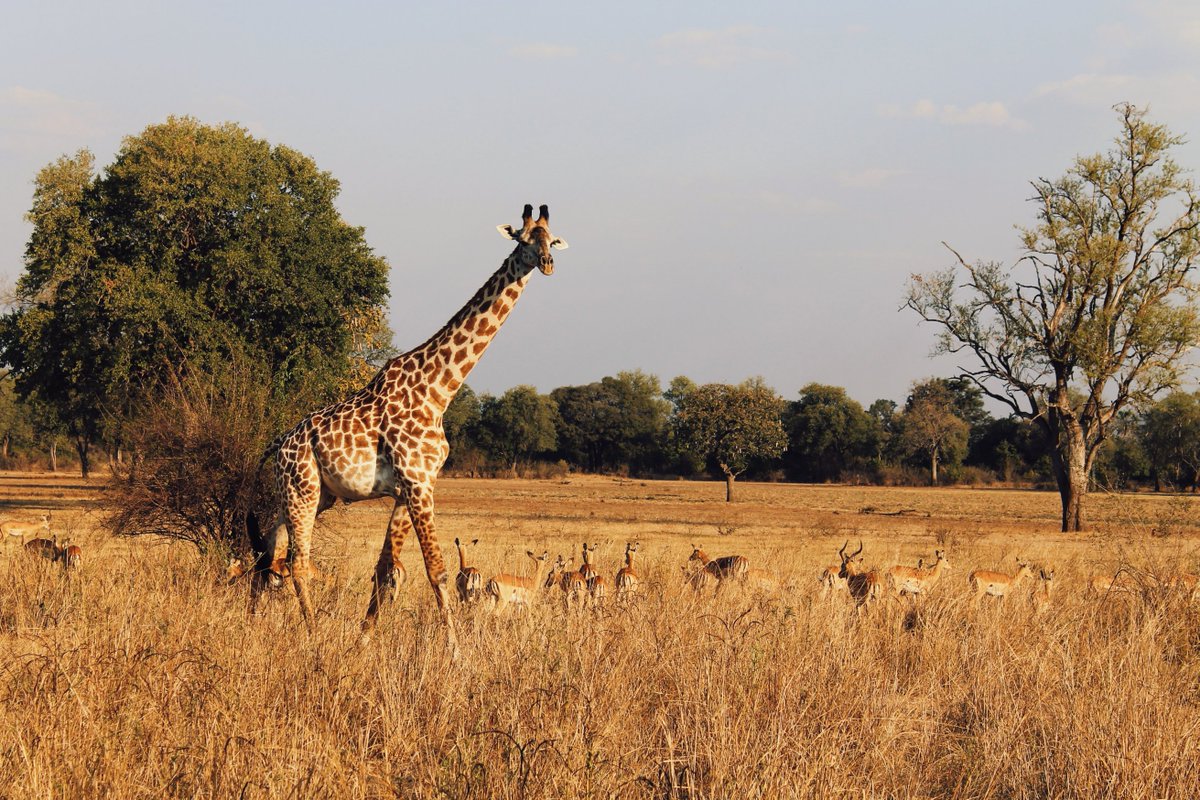 Zambia Tourism Agency on Twitter "Zambia A premier Safari Destination, home of beautiful