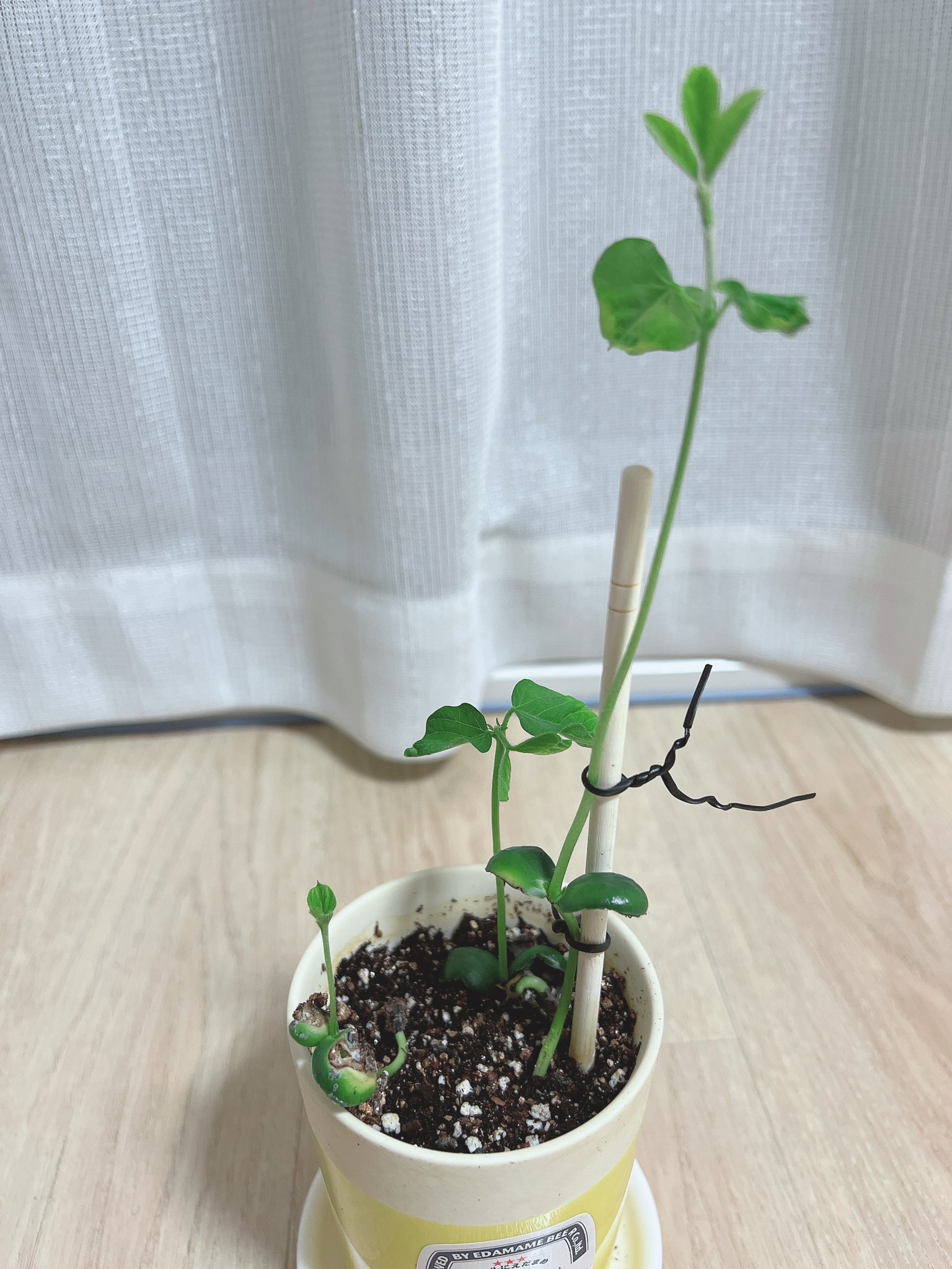 けぃ ｮw 添え木が足らん ˍ 6月24日 金 枝豆栽培 T Co 2cf4csmqo0 Twitter