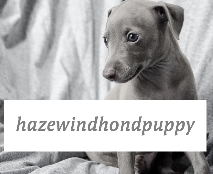 Waarom staat het woord 
‘hazewindhondpuppy’ 
in geen enkel woordenboek en gebruikt ook niemand het online? 

ZES KLINKERS IN DE JUISTE VOLGORDE!