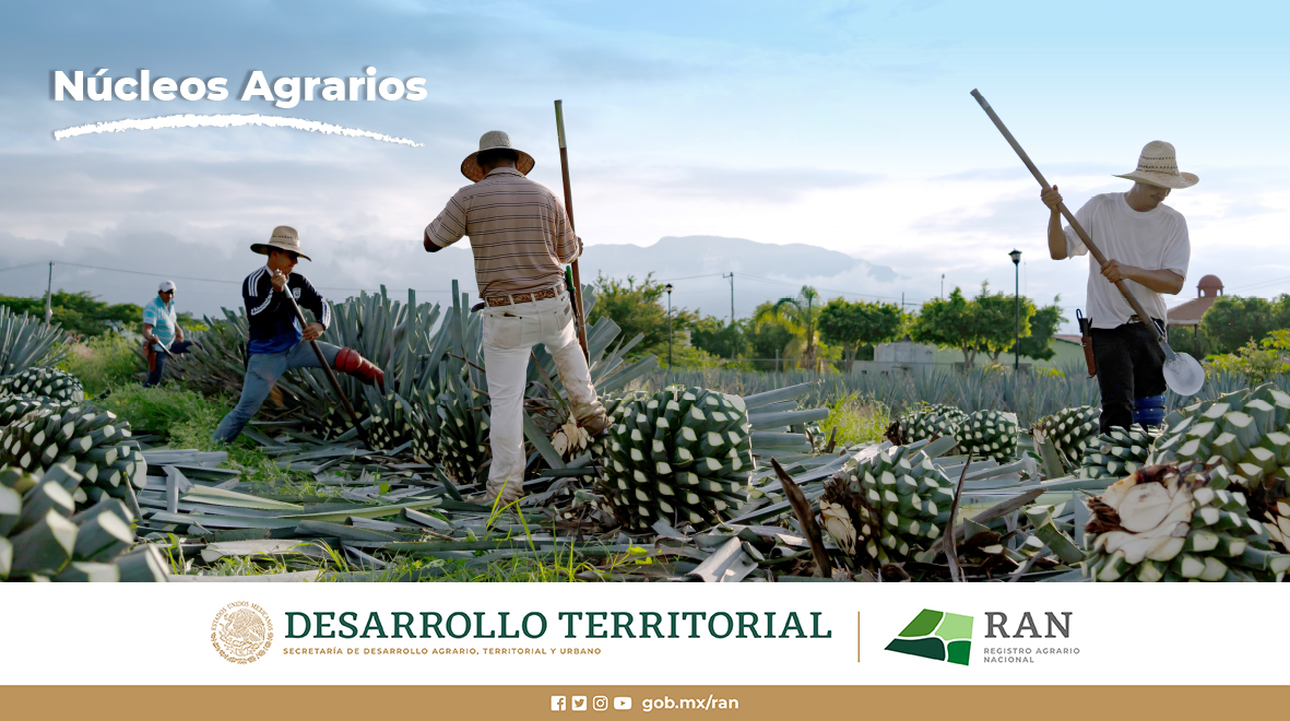 En México existen 32 mil 202 #NúcleosAgrarios registrados, en ellos #ejidatarios y #comuneros, producen parte importante de los alimentos que consumimos diariamente; se preserva la vida y la sustentabilidad alimentaria de nuestro país, todos forman la #PropiedadSocial