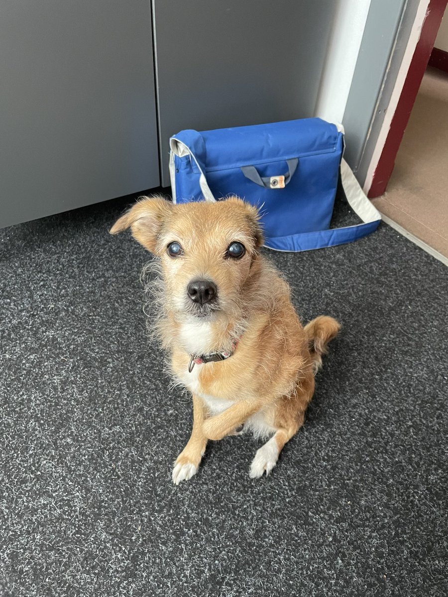 It’s #BringYourDogToWorkDay and mine are both at home but luckily Lala the precious angel baby is here.
She only speaks Spanish and I definitely didn’t know ‘sit’ en español but we both got there in the end.