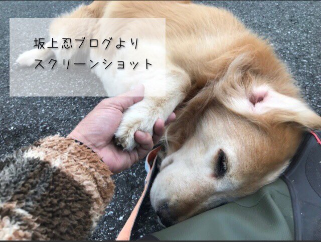 愛犬を看取る Twitter Search Twitter