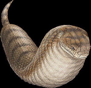 cryptidfile's tweet photo. GM Hunters ☕️☕️☕️☕️☕️
Today on cryptid exposed we go to japan 🇯🇵 to a well know snake like beast the Tsuchinoko!  The child hammer!  This one has a local bounty of 100,000,000 yen!!!!  Continue sweeping!

#NFTs #HuntersHunt #NFT

https://t.co/GZZD46mZiD

https://t.co/HSA5YUpxao https://t.co/QYBNyHCybF