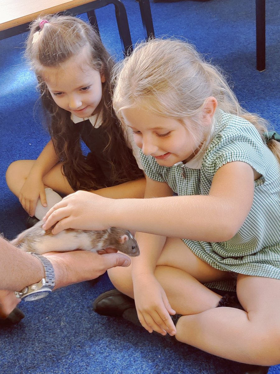 YearOneSPA's tweet photo. Year One thoroughly enjoyed their @ZooLabUK visit today! Presenter Chris was amazing and answered every single question; it was lovely to see the awe and excitement of the children 🐀🕷️🦎🐍🪳 https://t.co/cvecUsRHtj