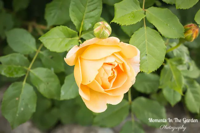 MomentsintheG's tweet photo. So lovely to see the first of my apricot double roses in bloom. Their scent is amazing. #doublerose #apricotrose #oldfashionedroses #fragrantflowers #cottagegardenflowers #roseseason #junegarden #momentsinthegardenphotography https://t.co/5aZL0v4JpY