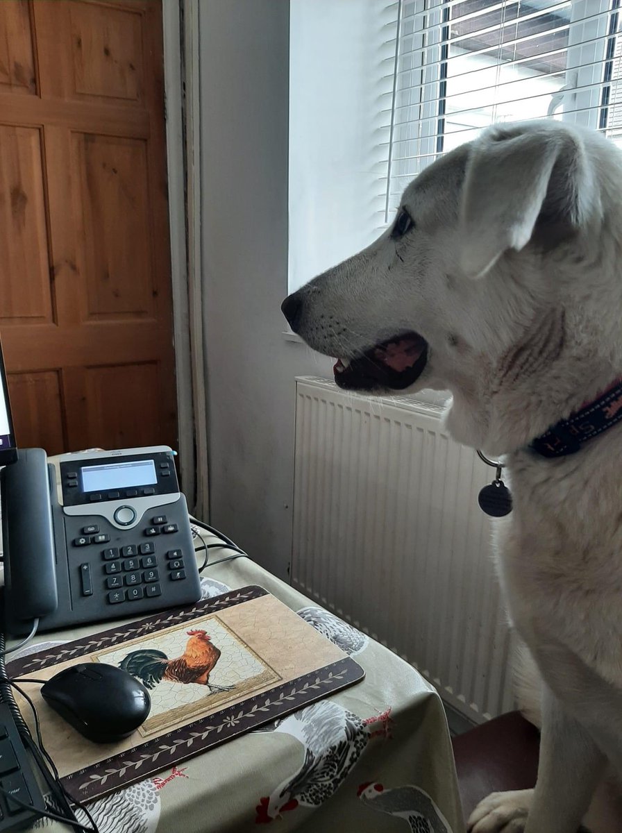 Next call please… #doggy #BringYourDogToWorkDay