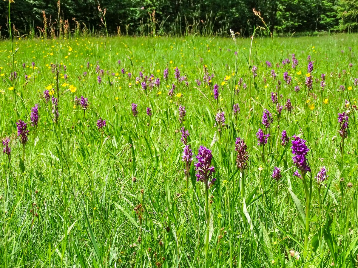 offenlandinfo's tweet photo. Individuenreiche Vorkommen des Breitblättrigen Knabenkrauts (#Dactylorhizamajalis) sind selten. Hauptgrund für den Rückgang der #Orchidee ist Nutzungsaufgabe feuchter Wiesen. Im #BioRes #Südharz untersuchen wir Einfluss verschiedener Pflege- & Bewirtschaftungsformen auf die Art. https://t.co/1g150H3UKQ