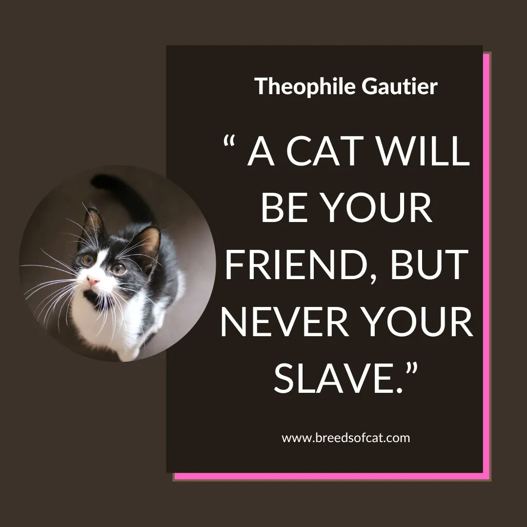BreedsofCat's tweet photo. โ A cat will be your friend, but never your slave.โ - Theophile Gautier
#mainecoonlife #mainecoonkitty #mainecoonbreeder #mainecoonblacksmoke #mainecooncorner #mainecooninstagram #mainecoonfrance #mainecoonhouse
#mainecooncattery #mainecoonbaby #mainecooncatlovers https://t.co/fDjYhMQHel