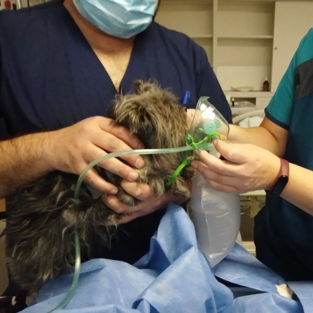 lauraparquokka's tweet photo. En el Hospital Fernández llegó una chica herida en el incendio de Recoleta con su perrita y los médicos también atendieron a su mascota porque le costaba respirar y la salvaron.
¿Qué se puede decir de estos ÁNGELES? ❤️❤️❤️❤️ https://t.co/gou2mubrIm