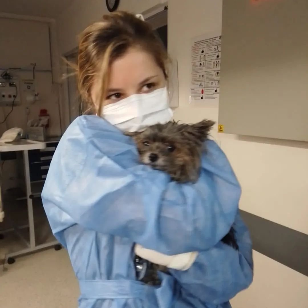 lauraparquokka's tweet photo. En el Hospital Fernández llegó una chica herida en el incendio de Recoleta con su perrita y los médicos también atendieron a su mascota porque le costaba respirar y la salvaron.
¿Qué se puede decir de estos ÁNGELES? ❤️❤️❤️❤️ https://t.co/gou2mubrIm