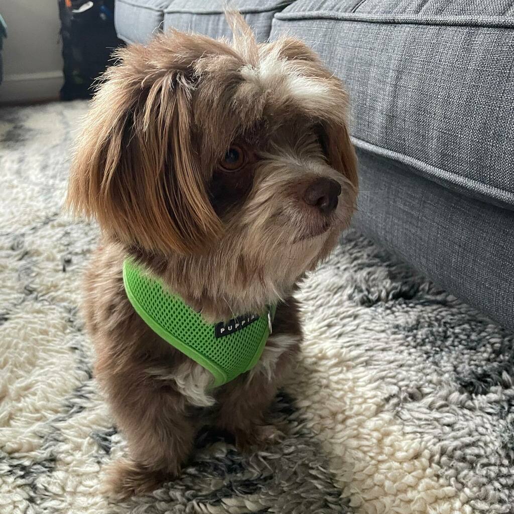 nigelpetrie's tweet photo. How could anyone say no to this face? https://t.co/duIuNMfv7n https://t.co/rDbP3duQQM