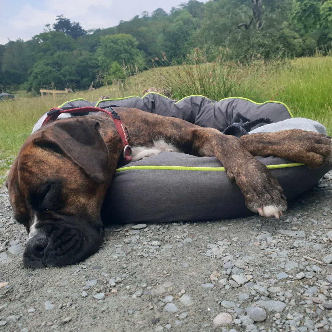 HTAdventureCo's tweet image. Another lovely day over the #Lakes

Working with #dameallansschool on their #gold #dofe 

#golddofe #dameallans #winnietheboxerdog #boxerdogadventures #winnietheadventuredog