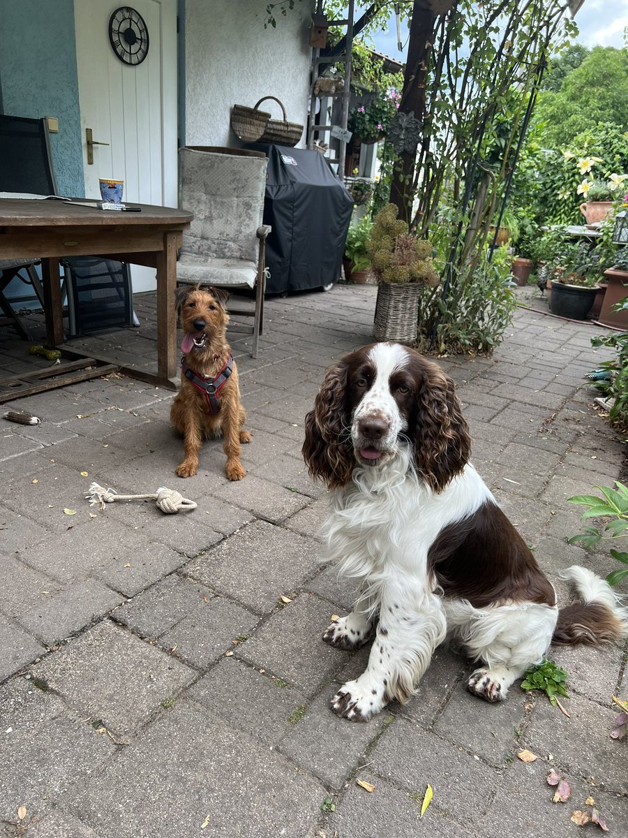 ADB0806's tweet photo. This afternoon @sam15081 has been mostly dog sitting!!! #CharlieChops and friend https://t.co/XiF8VGg8eY