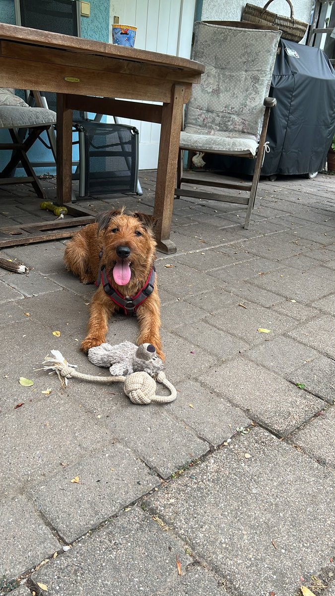 ADB0806's tweet photo. This afternoon @sam15081 has been mostly dog sitting!!! #CharlieChops and friend https://t.co/XiF8VGg8eY