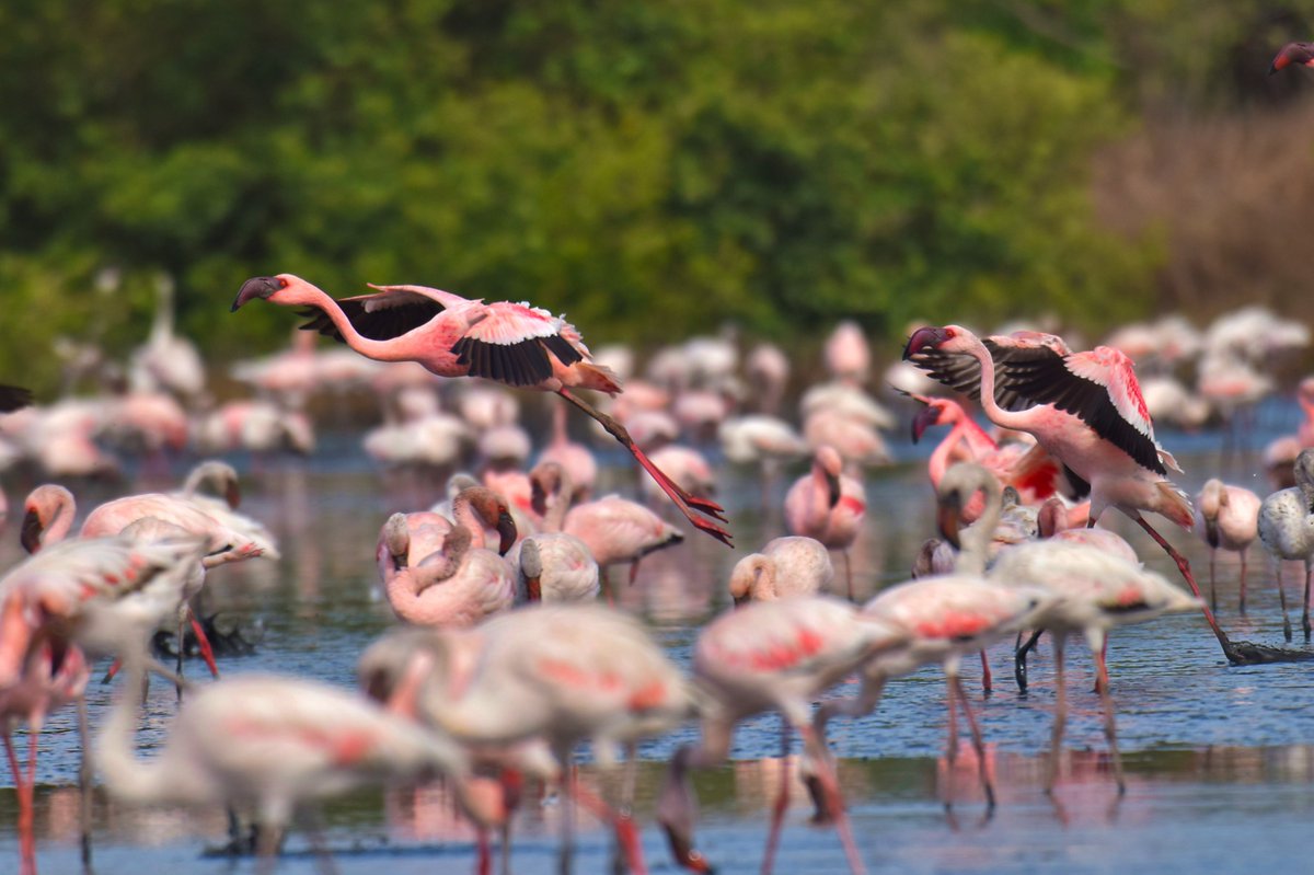 ShivaJmc12's tweet photo. What I need more than this!
#Lesserflamingos #Greaterflamingo @pargaien @UKNikon #indiaves @Natures_Voice @ChinaDaily #ThePhotoHour @NikonIndia #birdphotography @world_the_bird #birds #birdwatching #BBCWildlifePOTD #BirdsSeenIn2022 #TwitterNatureCommunity @amazingbirds11 https://t.co/5mGoFKQM3e