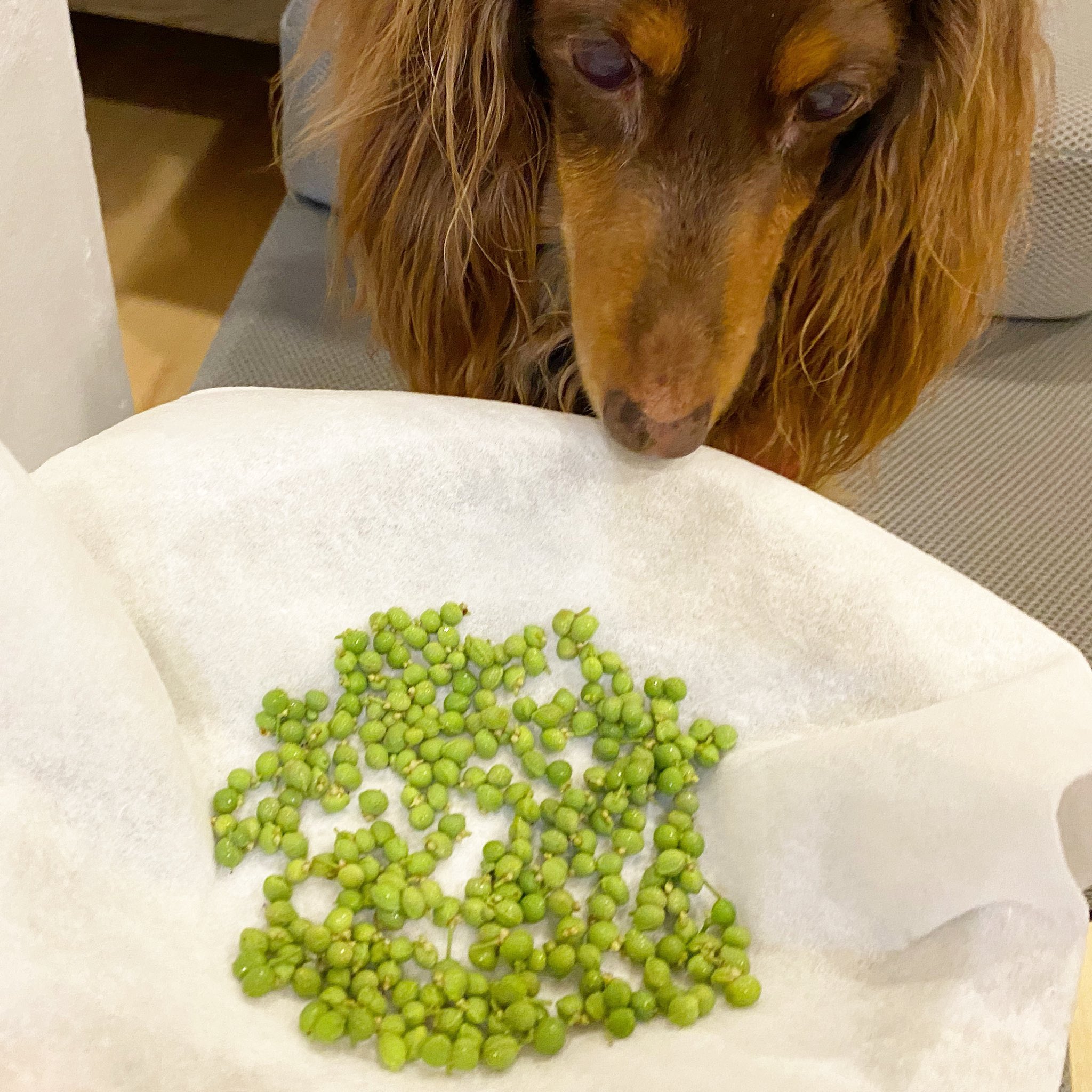 安藤愛 ペット食育上級指導士 犬ごはん Obabarosefamily Twitter