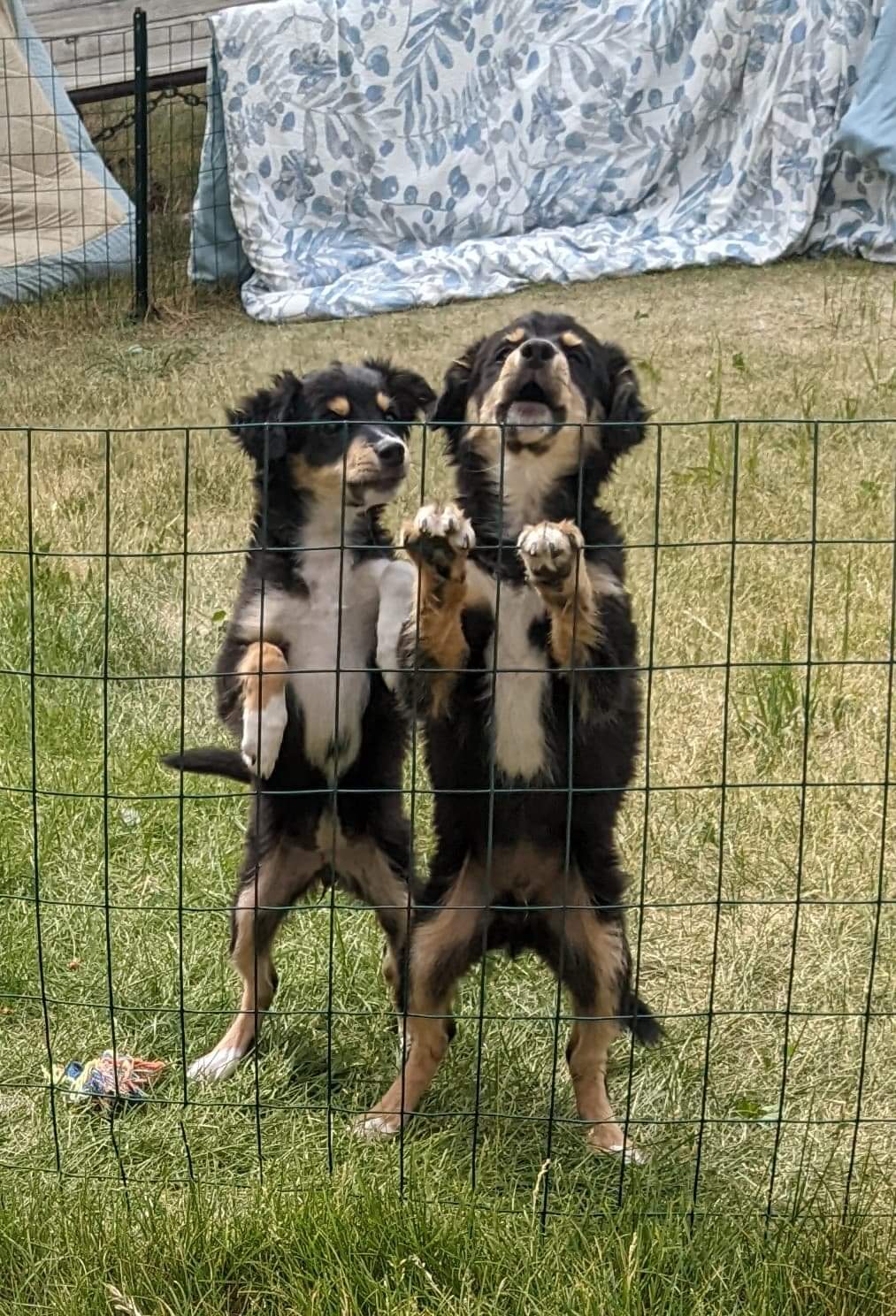 AmarilloPanhandle Humane Society (AphsHumane) / Twitter