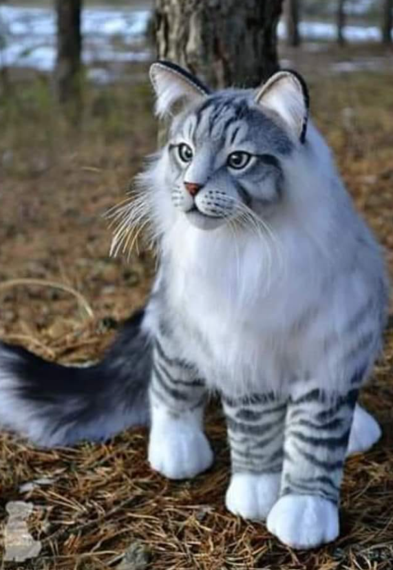 designer_emran9's tweet photo. #cat #cats #catoftheday #catlover #catgroup #whitecat https://t.co/GtmulTQ8XC
