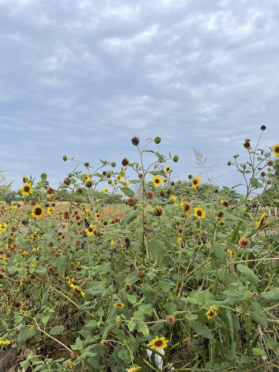 AMAV Nacional tweet media