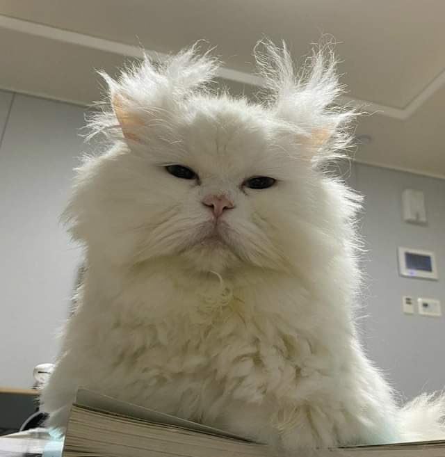 ตาออมคับเมีย tweet media