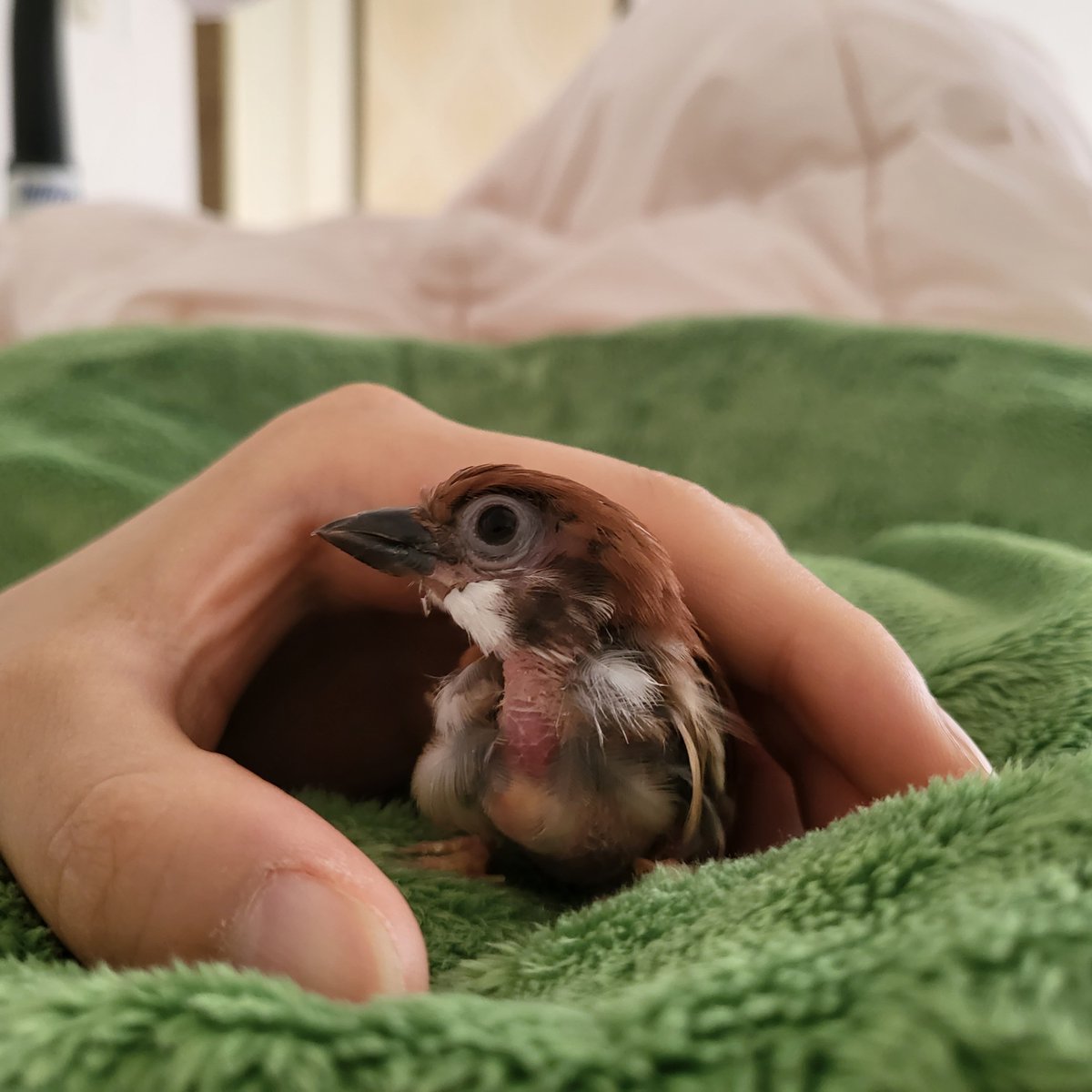 잘생겼다 내 짹짹!