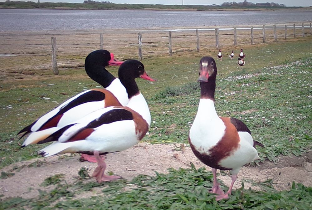 I'm thrilled about our freshly published #shelduck paper!
Using #tracking data we found two females, which skipped or shortened #moulting of flight #feathers, likely due to a time shortage between breeding and winter.
rdcu.be/cQhA3 | <a href="/FTZ_MarAnimEcol/">FTZ Marine Animal Ecology</a> |<a href="/nabu_MOIN/">Michael-Otto-Institut im NABU</a>