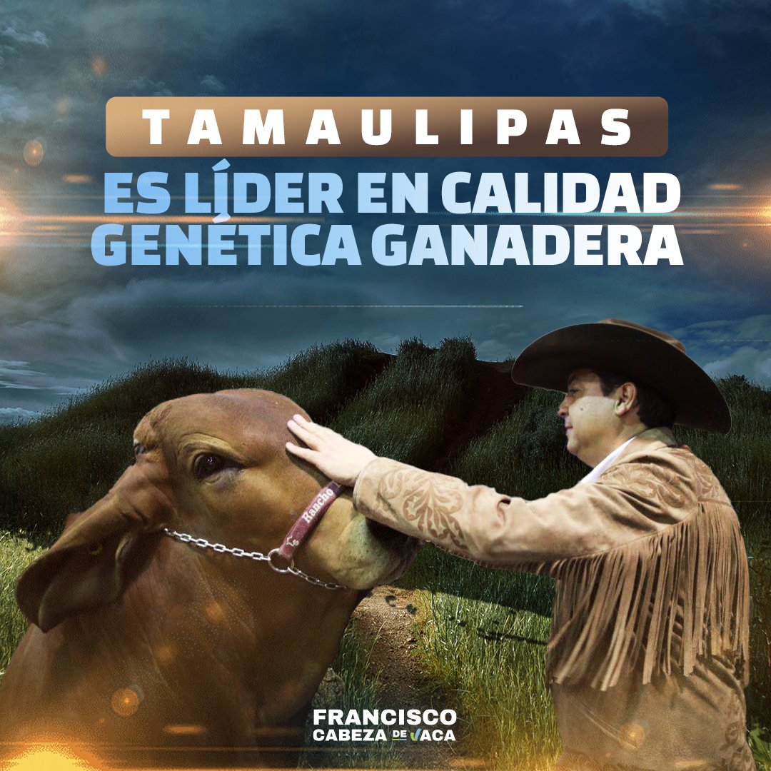fgcabezadevaca's tweet photo. Tamaulipas es tierra de grandes ganaderos que aman a su estado y se enorgullecen de sus raíces, contribuyendo al desarrollo de nuestra entidad; por ello impulsamos subsidios para la adquisición de sementales de calidad genética. 

Con mejoramiento genético del ganado #TamCrece. https://t.co/qmnZMdCY5m
