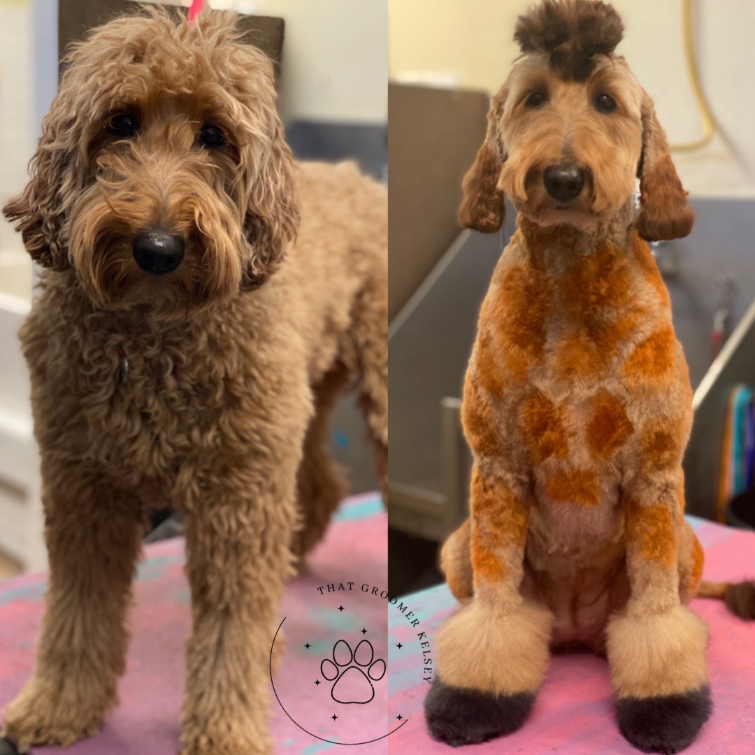 bocapark_ah's tweet photo. This is what happens when our groomer, Kelsey being her dog to work on Take Your Dog to Work Day!
#bocaparkanimalhospital #bocaparkah #bpah #animalhospital #vet #vetsofinstagram #summerlin #lasvegas #dogsoflasvegas #dogsofinstagram #petsofinstagram #creativegrooming #opawz https://t.co/kwOAFxkqg4
