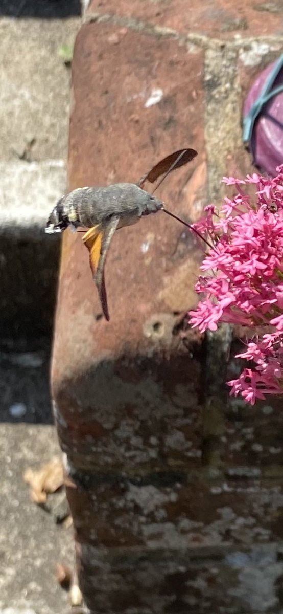 The children were amazed when they spotted a humming bird hawk moth visiting the flowers they planted earlier in the year.