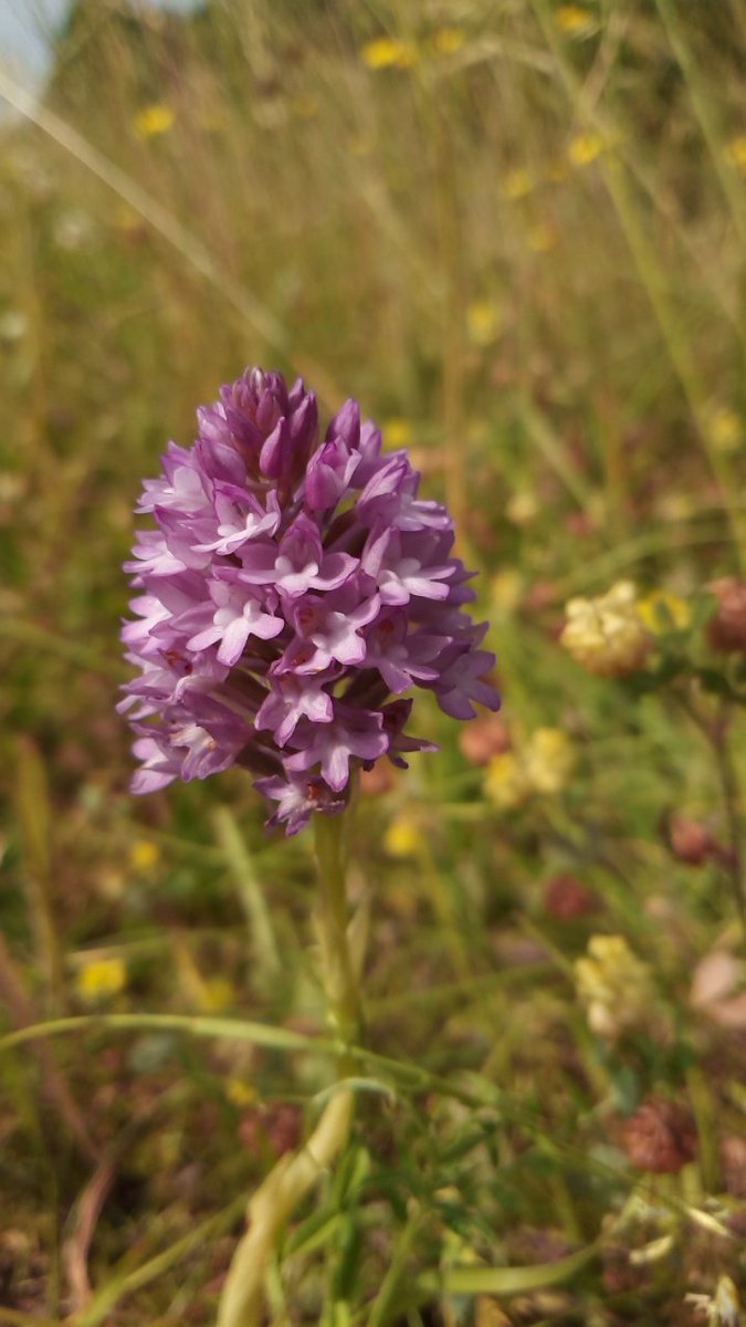 Some of the Pyramidal Orchids Julian found in the grassland above Fleet plantation at Swilly today. 
#sibg #swillyings