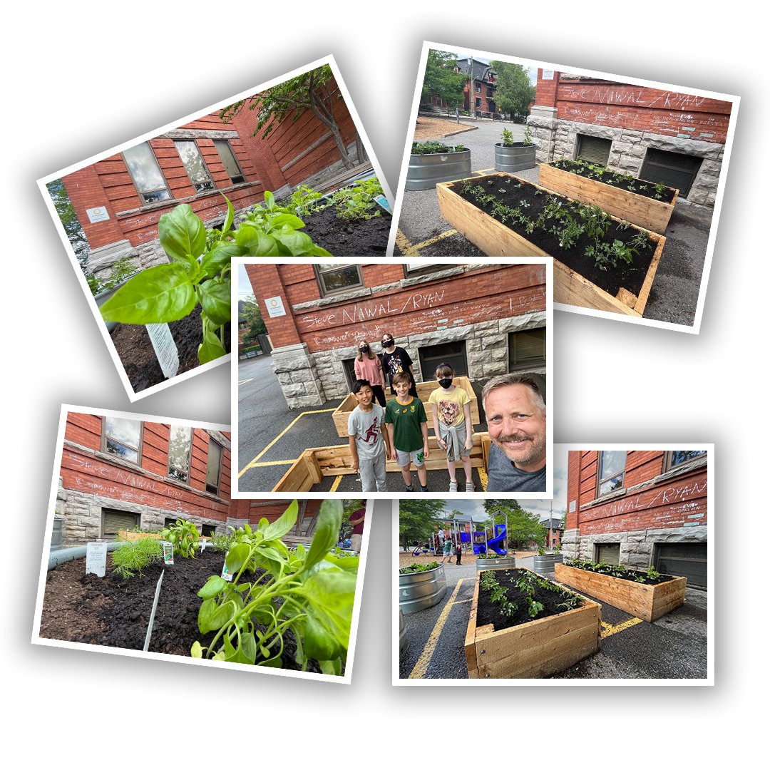 OCDSB's tweet photo. Principal Brock and the students of First Avenue have been busy with this corner of their schoolyard! Their vegetables include radishes, lettuce, zucchini, and so much more. @FirstAvePS https://t.co/6doKLi3sDk