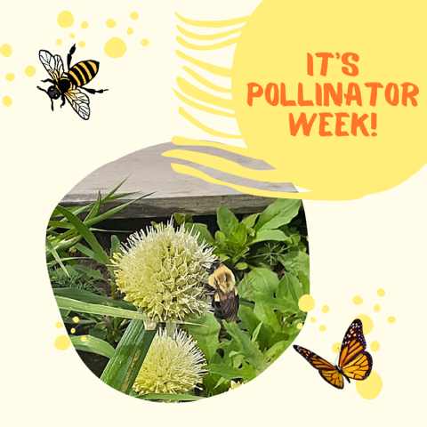 GrowWithFCF's tweet photo. Happy Pollinator Week from FCF! 🐝🦋🦇🐦🐞 Did you know that pollinators like bees, butterflies, &amp; bats provide 1 out of 3 bites of food we eat? Says thanks by planting native plants, supporting farmers, avoiding pesticides, &amp; telling others about the importance of pollinators! https://t.co/CFf4TzSSNa