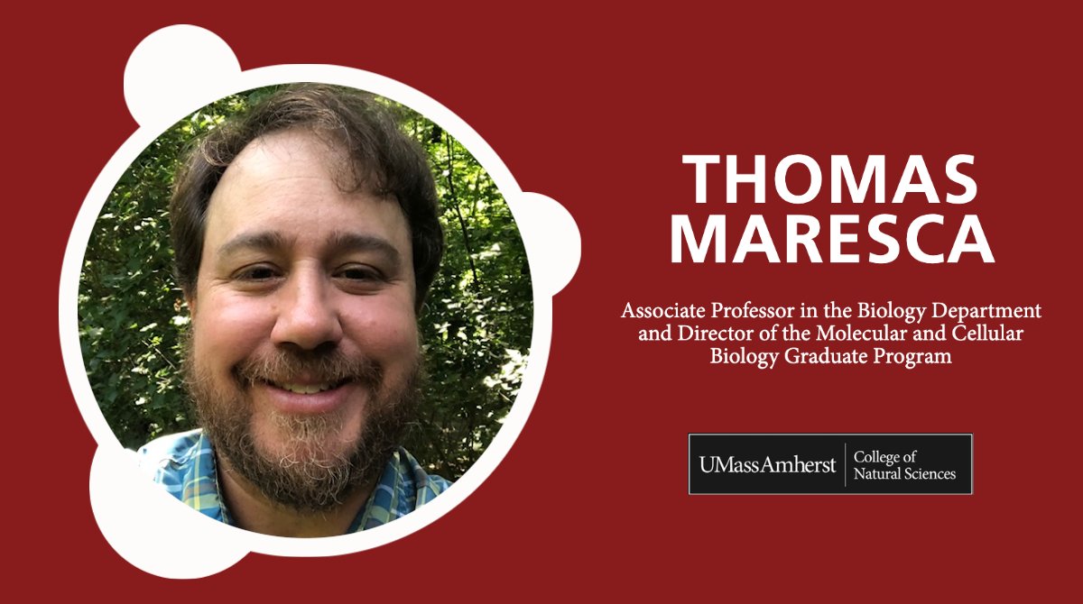 College of Natural Sciences at UMass Amherst (@cns_umass) on Twitter photo Congrats to #UMass #Biology Assoc. Prof. & Dir. of the Molecular & Cellular Biology Program Tom Maresca <a href="/MarescaLab/">Maresca Lab</a> for being awarded a Fulbright Scholar Award! umass.science/3xZzSwx Congrats to #UMass #Biology Assoc. Prof. & Dir. of the Molecular & Cellular Biology Program Tom Maresca <a href="/MarescaLab/">Maresca Lab</a> for being awarded a Fulbright Scholar Award! umass.science/3xZzSwx