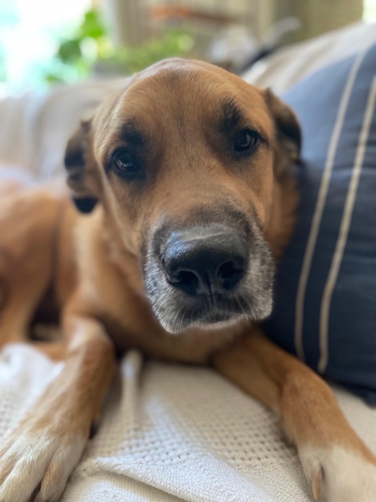 AWLArlington, VA tweet media