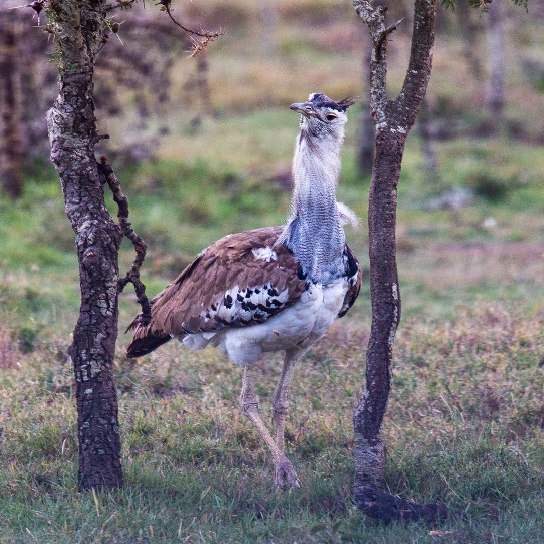 OlPejeta's tweet photo. Found in eastern and southern Africa, kori bustards are the world’s heaviest flying birds!
Thread 👇 https://t.co/UoBPbYKYpx