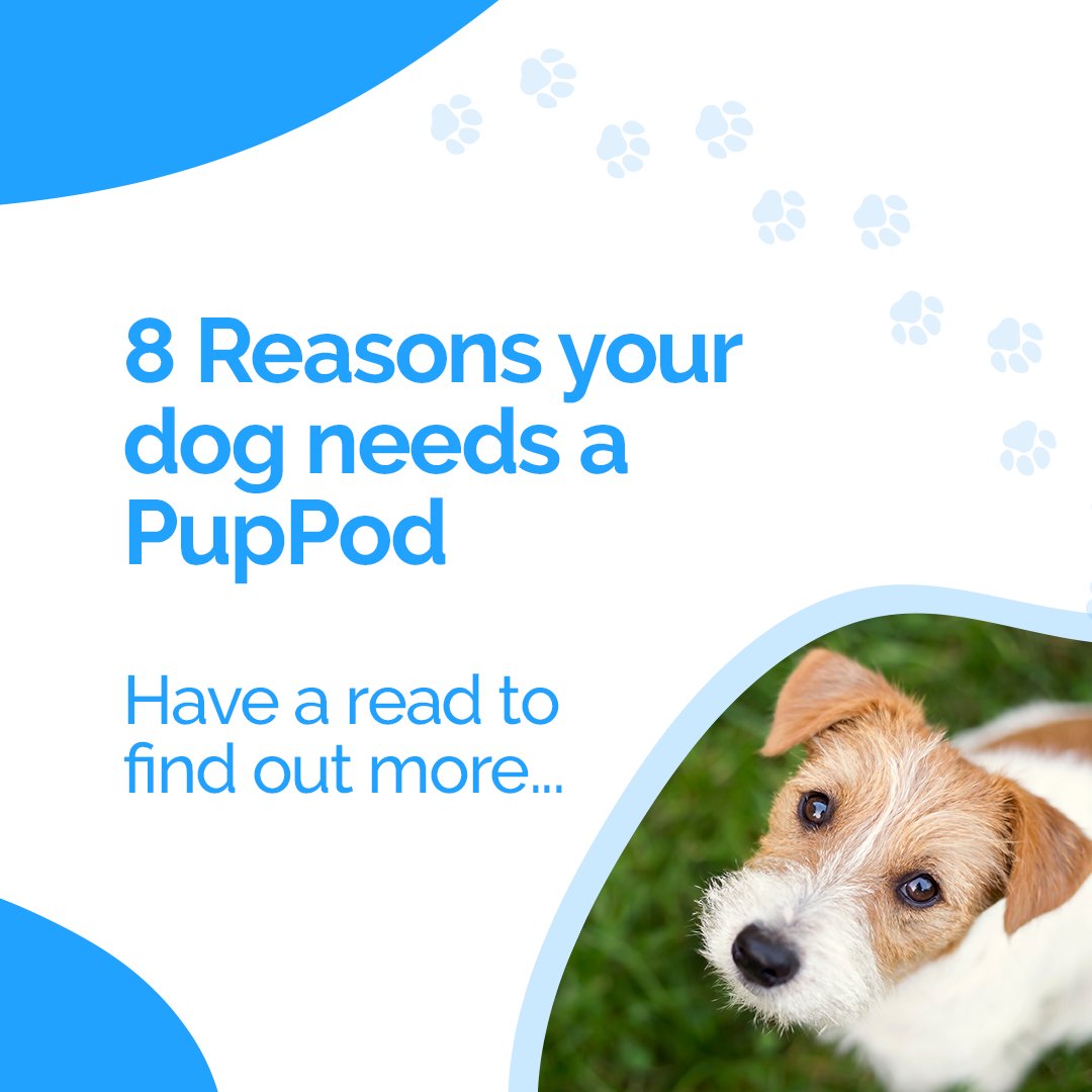 PupPod's tweet image. It’s all well and good us talking about the fact that #PupPod is the best, but why is it the best? 

Take a look at our latest blog with a brief summary of why your #dog needs a PupPod! 

Be careful, you might be tempted to spoil your pup after reading...puppod.com/blogs/puppod-b…