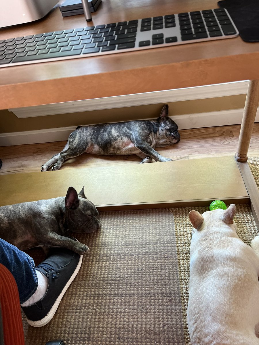 KoebnickTracy's tweet photo. Happy #BringYourDogToWorkDay https://t.co/VDYfIdv4C1